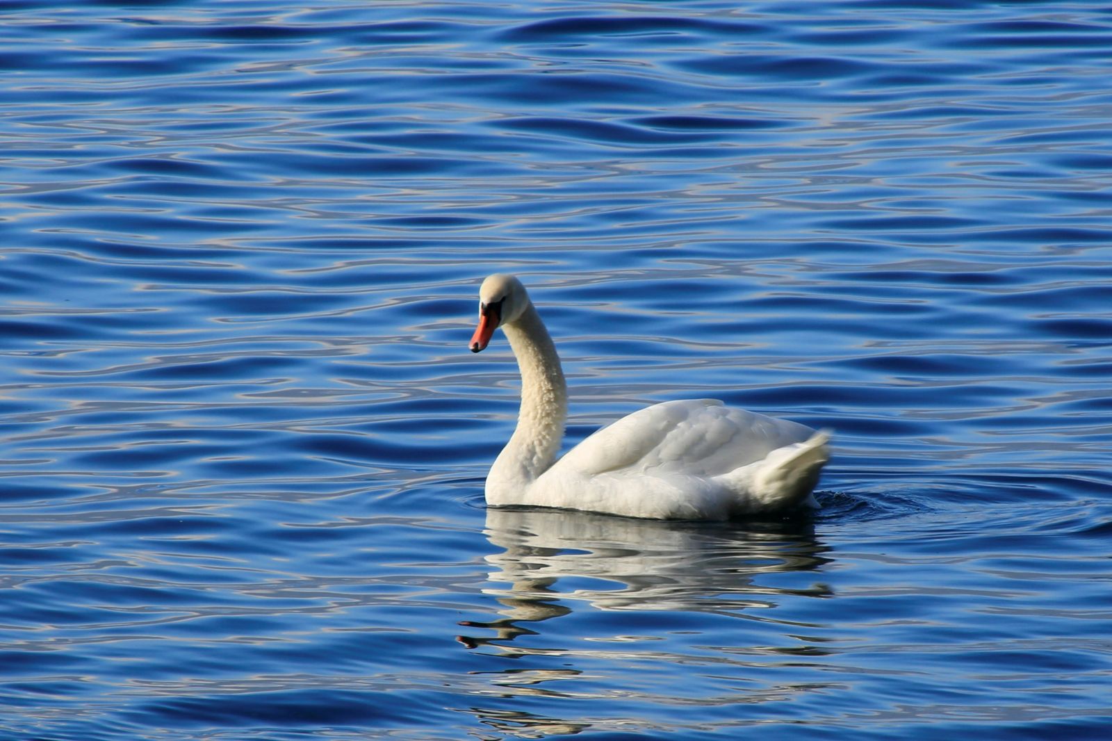 Lake Geneva