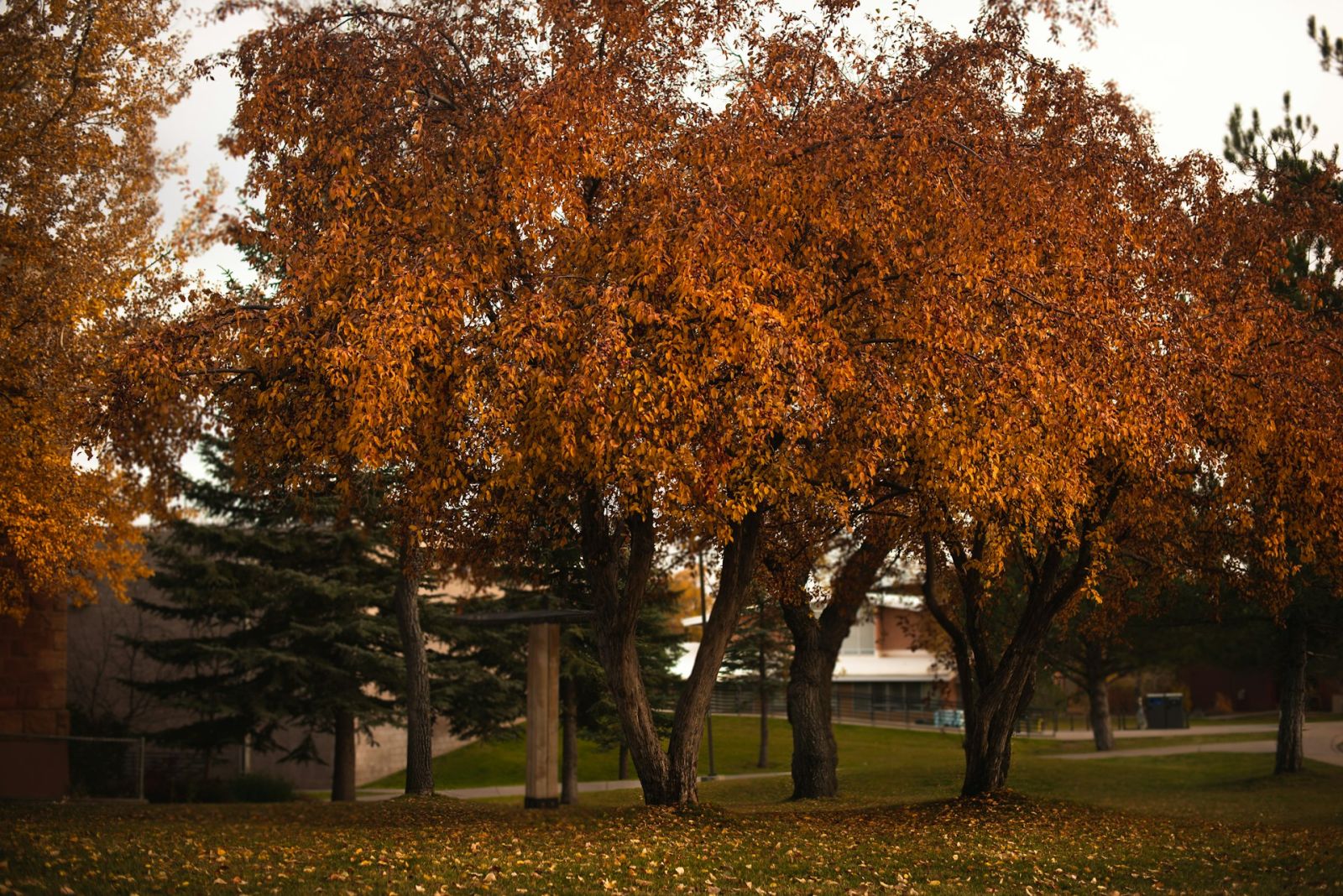 Autumn Colors: September to November